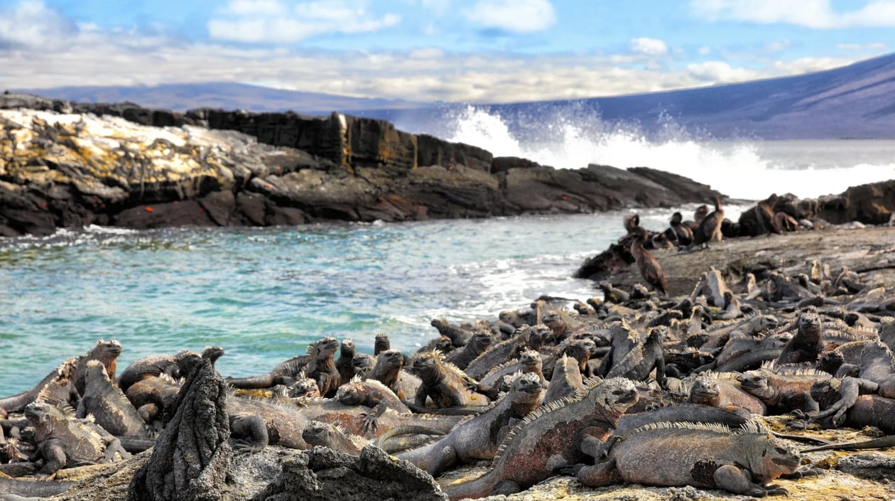 Zeecruise Galapagoseilanden Inner Loop | Destin Travel